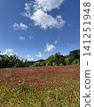 A field of red flowers in Inagi City, Tokyo, spreads out under a blue sky. 141251948