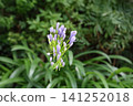 Agapanthus, the "flower of love," shines after the rain. 141252018