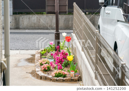 郊區一戶人家停車場旁的花壇裡,鬱金香、金魚草和報春花正在盛開。 郊區一戶人家停車場旁的花壇裡,鬱金香、金魚草和報春花正在盛開。 141252200