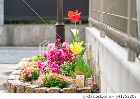 Springtime in a residential flowerbed: red tulips, yellow tulips, and nemesia. Springtime in a residential flowerbed: red tulips, yellow tulips, and nemesia. 141252202