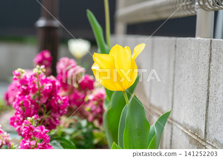 A close-up of a yellow tulip with water droplets in a flowerbed, with a blurred background. A close-up of a yellow tulip with water droplets in a flowerbed, with a blurred background. 141252203