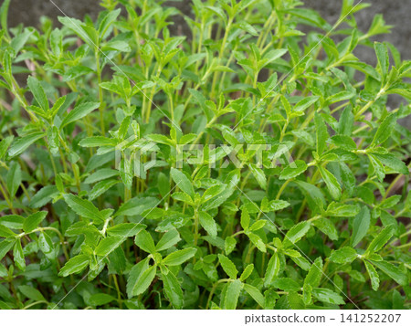 Stevia cultivation Stevia cultivation 141252207
