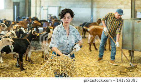 Hardworking young woman farmer making straw and hay preparations on goat farm Hardworking young woman farmer making straw and hay preparations on goat farm 141252383