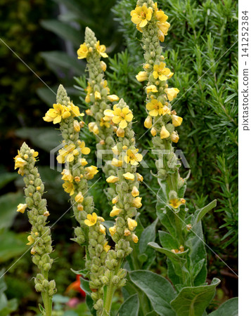絨毛毛蕊花,開黃色花。 絨毛毛蕊花,開黃色花。 141252384