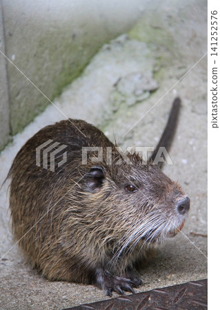 A close-up of a nutria's face staring at the camera. A close-up of a nutria's face staring at the camera. 141252576