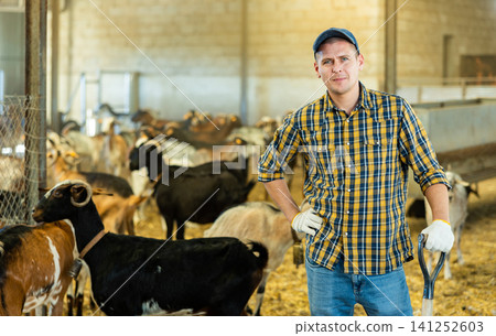 Portrait of focused busy Latin female employee working with hay and straw in barn on goat livestock farm 141252603