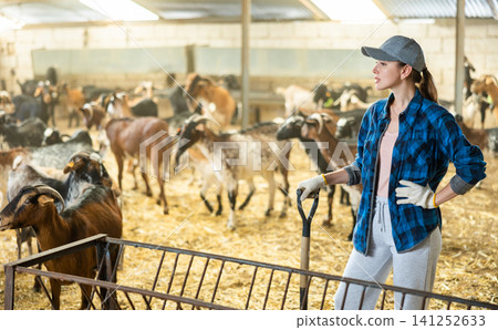 Successful woman farmer posing in barn with domestic goats Successful woman farmer posing in barn with domestic goats 141252633