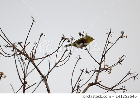 Wild bird Wild bird 141252640
