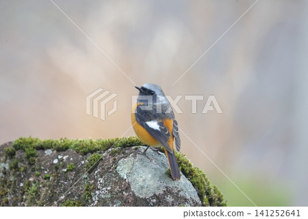 Wild bird 141252641