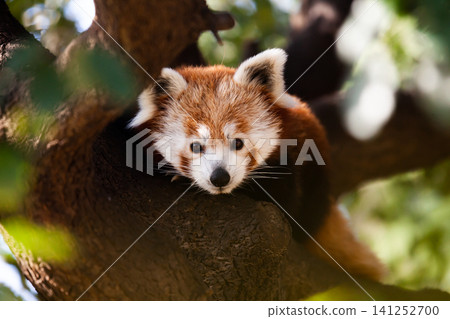 Wild red panda sitting on tree branch in the park 141252700