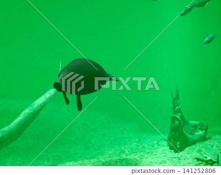 Dugong swimming Dugong swimming 141252806