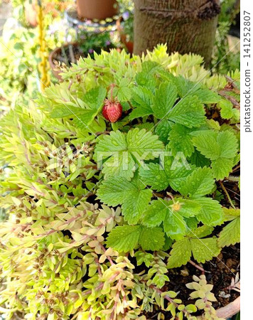 red strawberry fruit red strawberry fruit 141252807