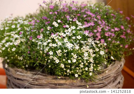 Small flowers Small flowers 141252818