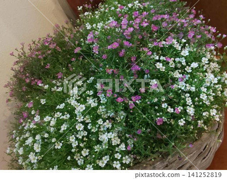 白花 白花 141252819