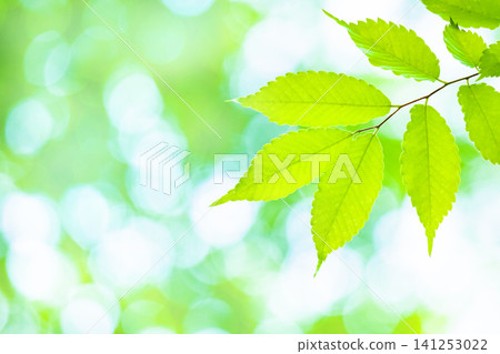 Fresh green leaves 141253022