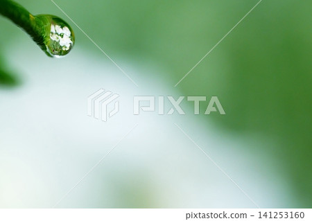 雨滴倒映在蠟花上的微距照片。 雨滴倒映在蠟花上的微距照片。 141253160