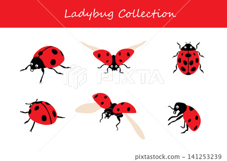 ladybug collection. ladybug in different poses ladybug collection. ladybug in different poses 141253239