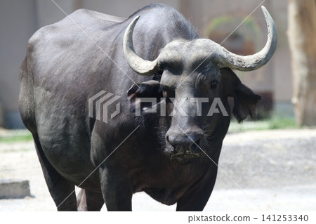 African buffalo are characterized by their large horns. 141253340