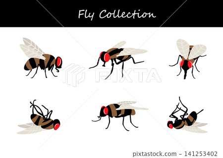 fly collection. fly in different poses fly collection. fly in different poses 141253402