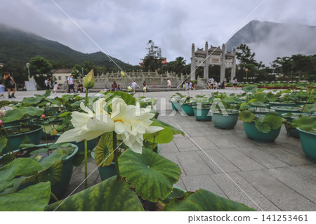 Hong Kong June 27 2026 lotus plants line scenic temple stone walkway Hong Kong June 27 2026 lotus plants line scenic temple stone walkway 141253461