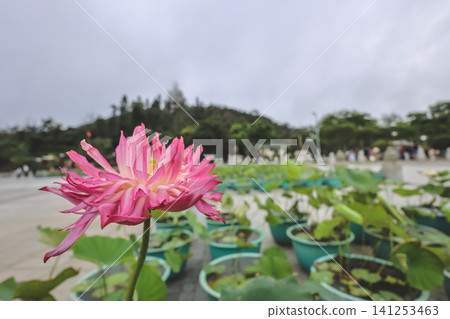Hong Kong June 27 2026 Pink lotus flower Ngong Ping Hong Kong June 27 2026 Pink lotus flower Ngong Ping 141253463