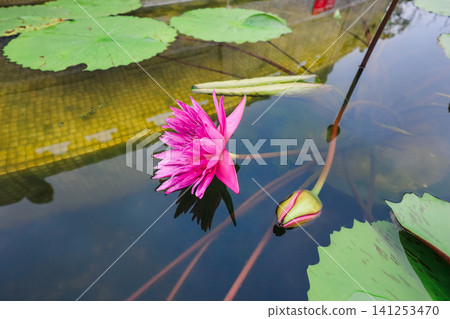 Hong Kong June 27 2026 lotus water lily bloom Hong Kong June 27 2026 lotus water lily bloom 141253470