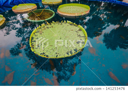 Hong Kong June 27 2026 Ngong Ping lotus pond leaves Hong Kong June 27 2026 Ngong Ping lotus pond leaves 141253476