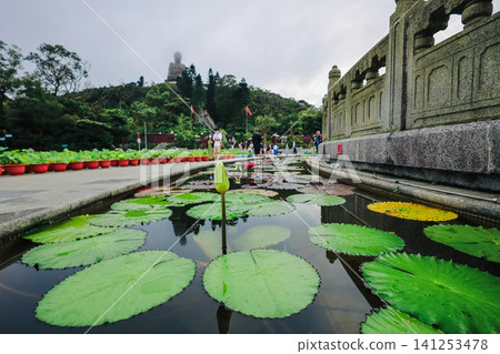 Hong Kong June 27 2026 Tian Tan Buddha seen beyond lotus pond Hong Kong June 27 2026 Tian Tan Buddha seen beyond lotus pond 141253478