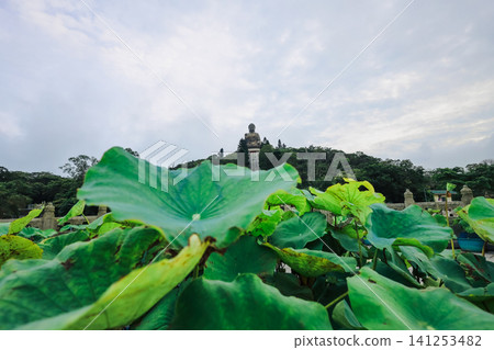Hong Kong June 27 2026 Ngong Ping Buddha behind lotus leaves 141253482