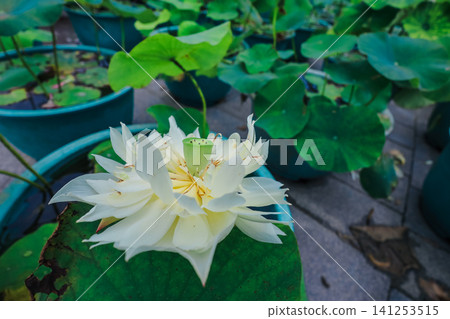 Hong Kong June 27 2026 Ngong Ping lotus flower closeup Hong Kong June 27 2026 Ngong Ping lotus flower closeup 141253515