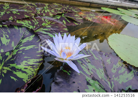 Hong Kong June 27 2026 lotus flower blooms in Po Lin Monastery 141253516
