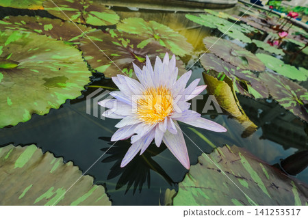 Hong Kong June 27 2026 lotus flower blooms in Po Lin Monastery Hong Kong June 27 2026 lotus flower blooms in Po Lin Monastery 141253517