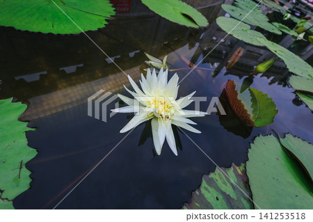 Hong Kong June 27 2026 lotus flower blooms in Po Lin Monastery Hong Kong June 27 2026 lotus flower blooms in Po Lin Monastery 141253518