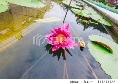 Hong Kong June 27 2026 lotus water lily bloom Hong Kong June 27 2026 lotus water lily bloom 141253522