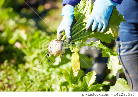 一位年輕女子正在採摘冬季蔬菜 一位年輕女子正在採摘冬季蔬菜 141253555