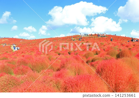 山坡上,俯瞰美景的地膚植物被染成了鮮紅色。 山坡上,俯瞰美景的地膚植物被染成了鮮紅色。 141253661