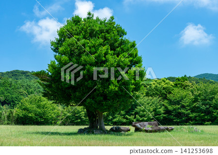 Tojin Daba Archaeological Site Park (Kochi Prefecture, Shikoku) Tojin Daba Archaeological Site Park (Kochi Prefecture, Shikoku) 141253698