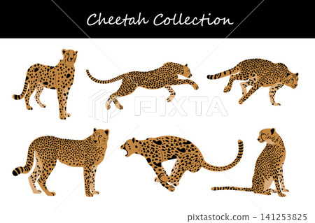 cheetah collection. cheetah in different poses cheetah collection. cheetah in different poses 141253825