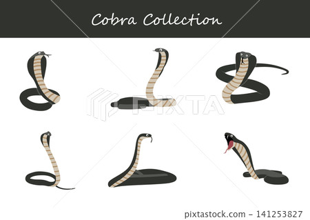 cobra collection. cobra in different poses cobra collection. cobra in different poses 141253827