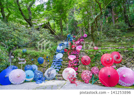 One of the hydrangea corridors at Murō-ji Temple in Uda City, Nara Prefecture, where the stone steps are decorated with hydrangeas and Japanese umbrellas. One of the hydrangea corridors at Murō-ji Temple in Uda City, Nara Prefecture, where the stone steps are decorated with hydrangeas and Japanese umbrellas. 141253896