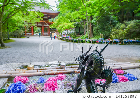 Hydrangeas adorning the water basin in front of the Niomon Gate at Murō-ji Temple in Uda City, Nara Prefecture. Hydrangeas adorning the water basin in front of the Niomon Gate at Murō-ji Temple in Uda City, Nara Prefecture. 141253898