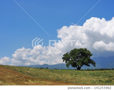夏日風景,岩手山和一棵櫻花樹盡收眼底。 夏日風景,岩手山和一棵櫻花樹盡收眼底。 141253902