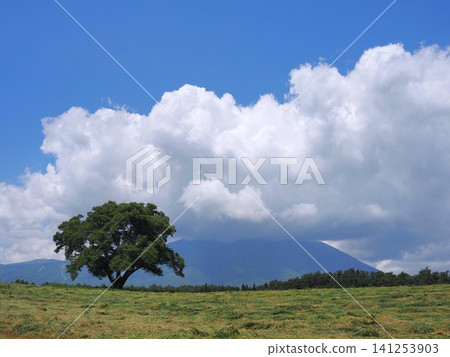 夏日風景,岩手山和一棵櫻花樹盡收眼底。 夏日風景,岩手山和一棵櫻花樹盡收眼底。 141253903