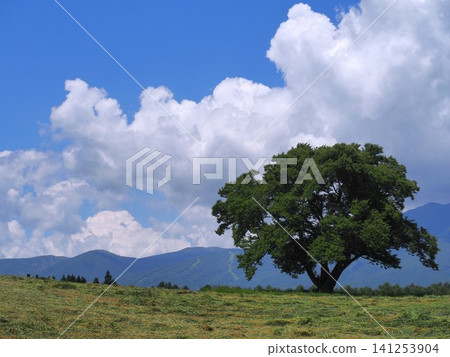 小岩井農場和岩手山的美景,圖中有一棵櫻花樹。 小岩井農場和岩手山的美景,圖中有一棵櫻花樹。 141253904