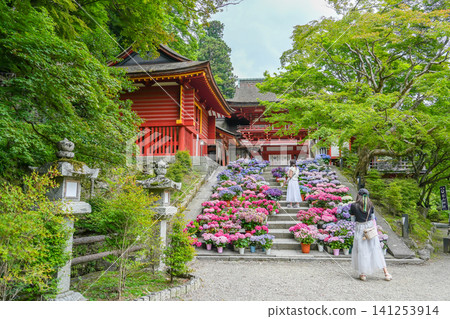 在奈良縣櫻井市丹山神社大門前,繡球花簇擁的階梯上,女人們正在拍照。 在奈良縣櫻井市丹山神社大門前,繡球花簇擁的階梯上,女人們正在拍照。 141253914