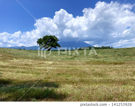 夏日風景,岩手山和一棵櫻花樹盡收眼底。 夏日風景,岩手山和一棵櫻花樹盡收眼底。 141253926
