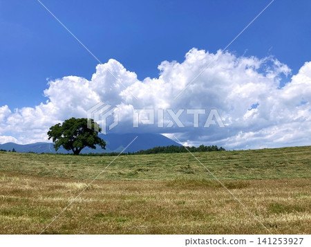 夏日風景,岩手山和一棵櫻花樹盡收眼底。 夏日風景,岩手山和一棵櫻花樹盡收眼底。 141253927