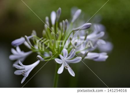 The flowers of agapanthus (purple prince orchid) are in bloom. The scientific name is Agapanthus. The flowers of agapanthus (purple prince orchid) are in bloom. The scientific name is Agapanthus. 141254016