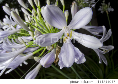 The flowers of agapanthus (purple prince orchid) are in bloom. The scientific name is Agapanthus. The flowers of agapanthus (purple prince orchid) are in bloom. The scientific name is Agapanthus. 141254017