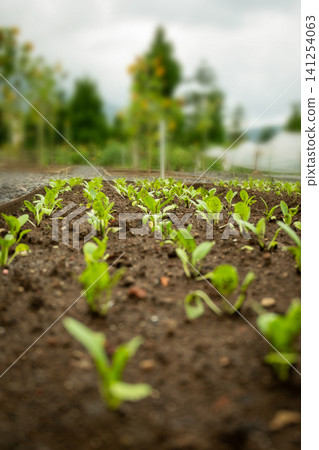 Seedlings sprouting from dark soil in a farm setting Seedlings sprouting from dark soil in a farm setting 141254063